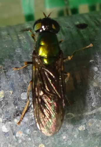 Chloromyia speciosa